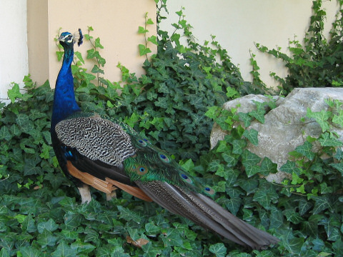 Pfau
