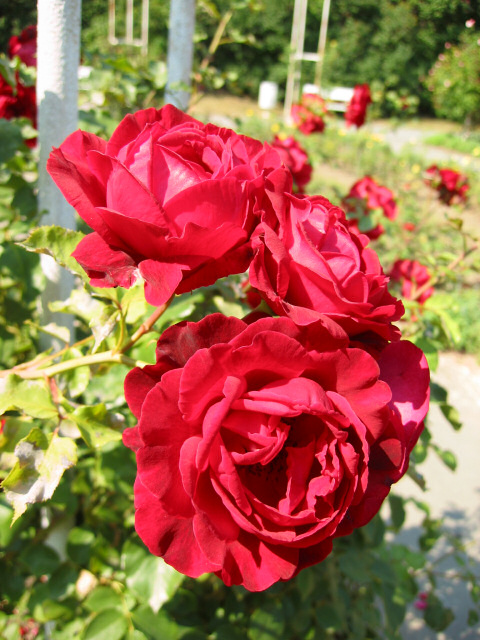 Rosen